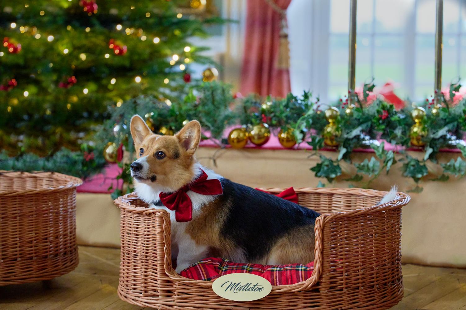 A Royal Corgi Christmas on Hallmark Channel