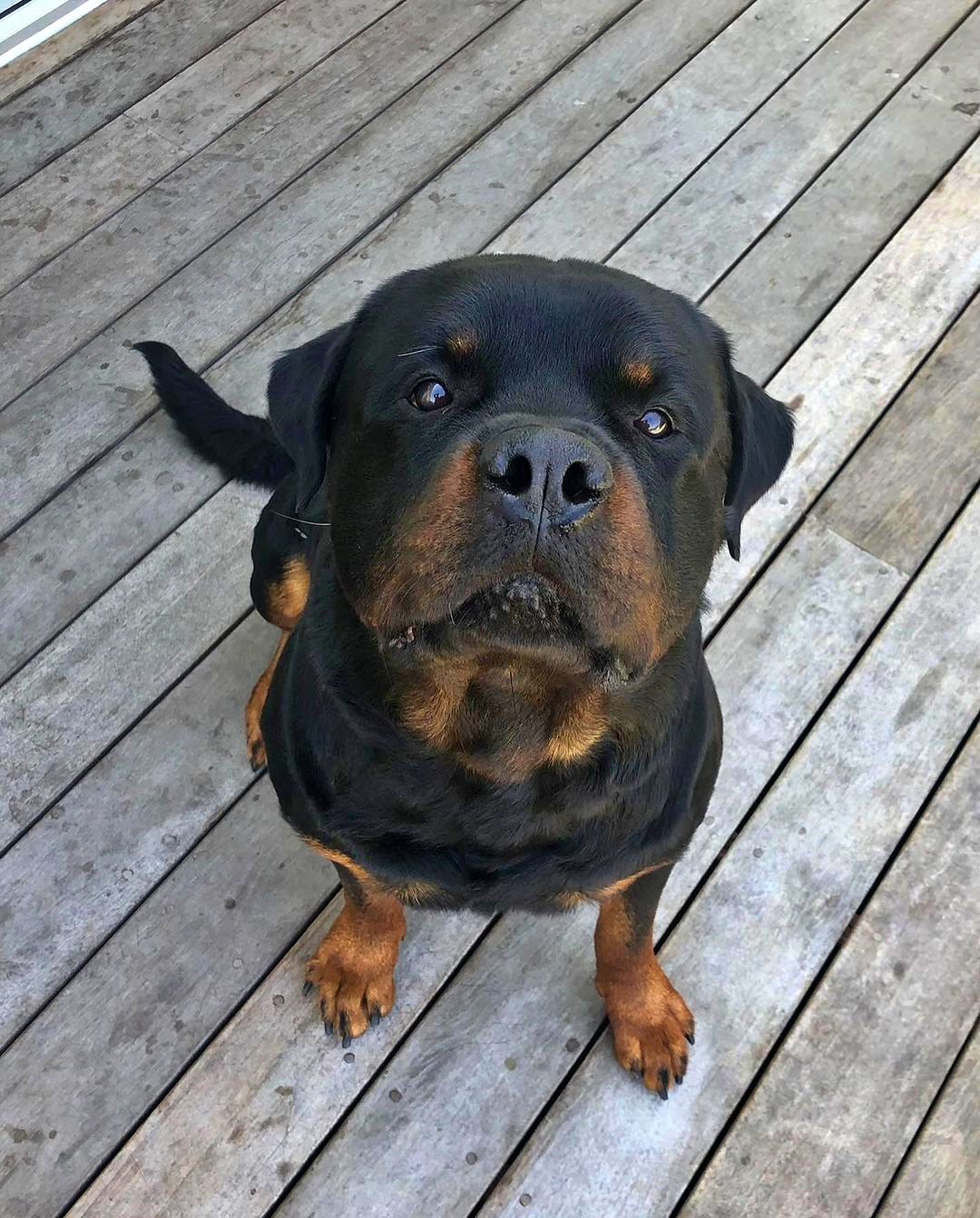 Candace Cameron Bure and Natasha Bure mourn the loss of the family Rottweiler, Boris