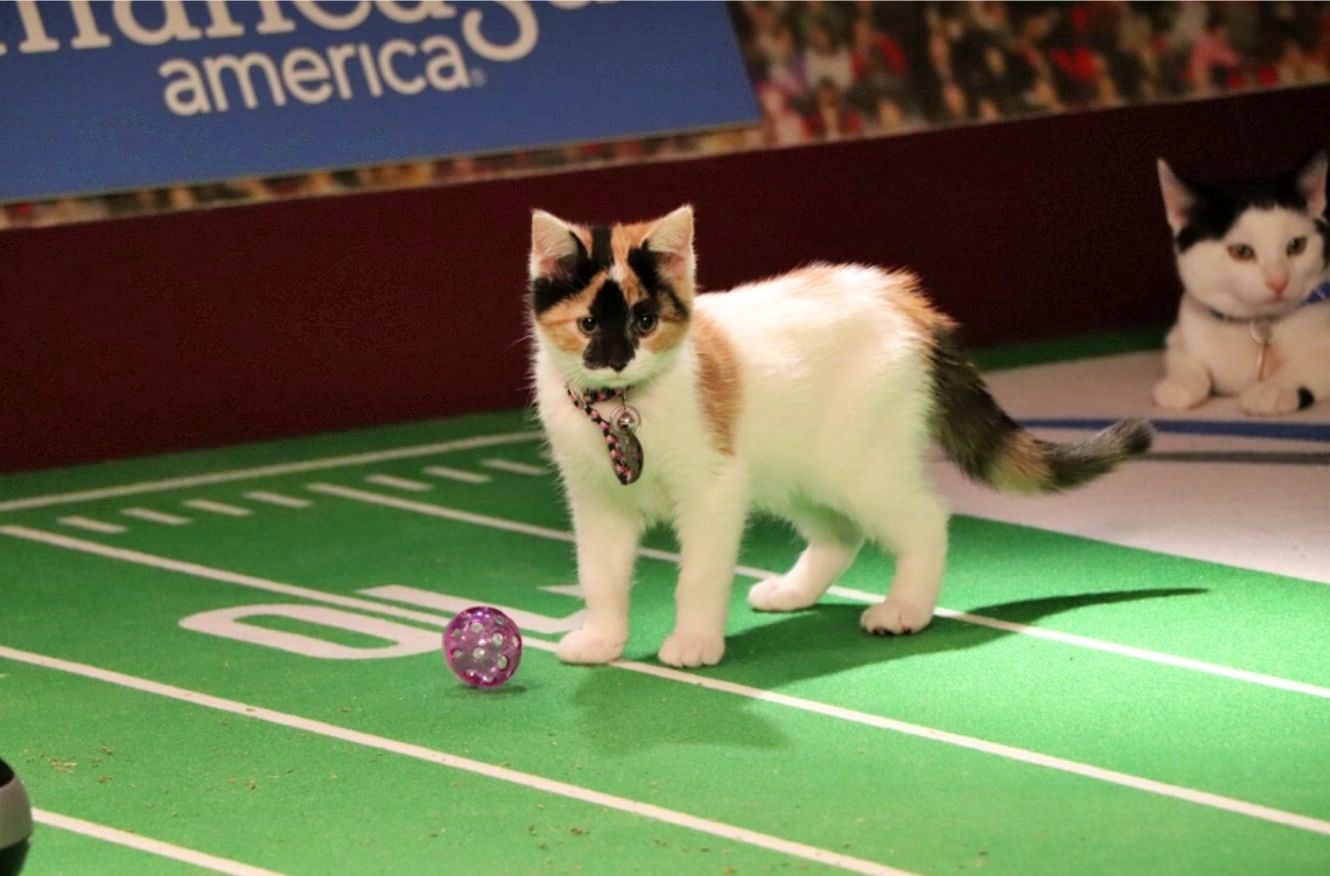 Great American Family to launch third annual Great American Rescue Bowl