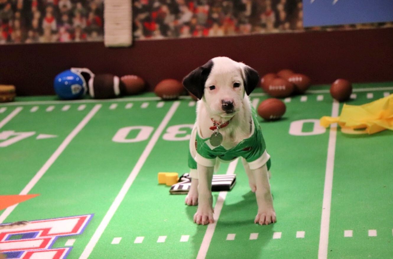 Great American Family to launch third annual Great American Rescue Bowl