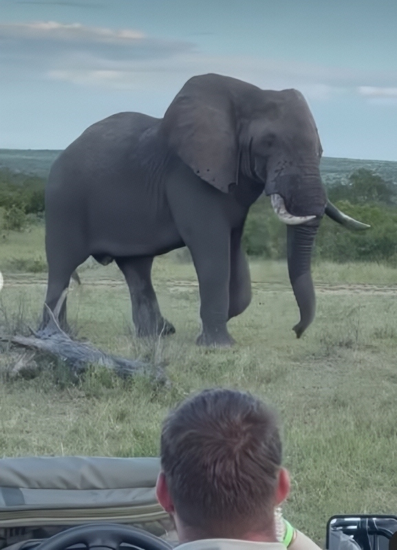 An Elephant Roams The Wild - Ellen DeGeneres - Instagram