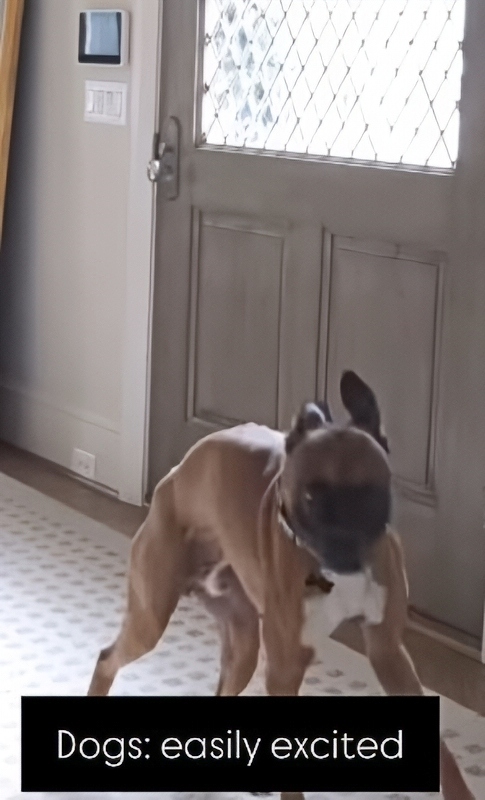 Former Bachelor Sean Lowe said Moose was an excitable dog - Instagram