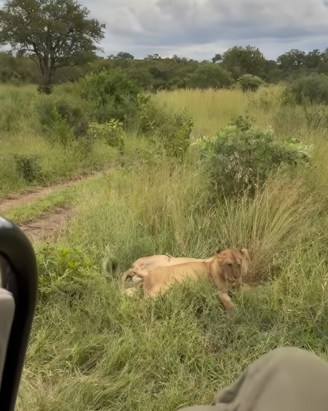 On Safari - Lions - Ellen DeGeneres - Instagram