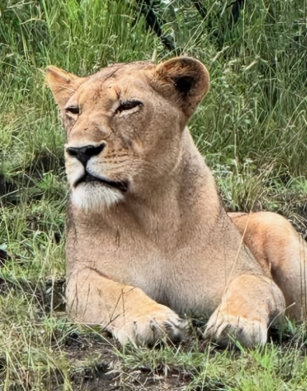 The Ellen Show Host Took Another Lion Pic - Instagram