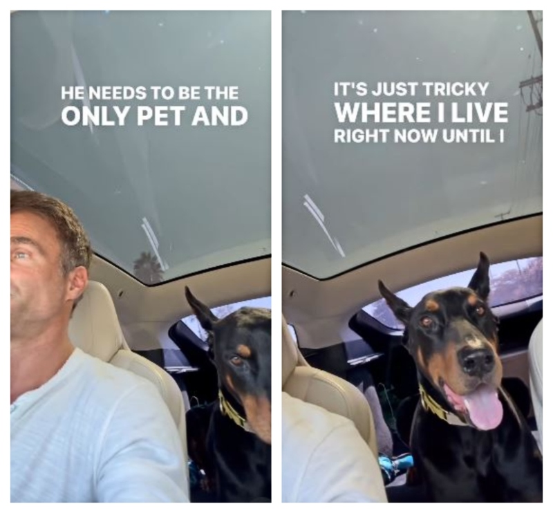 Hunter needs a new home - Instagram