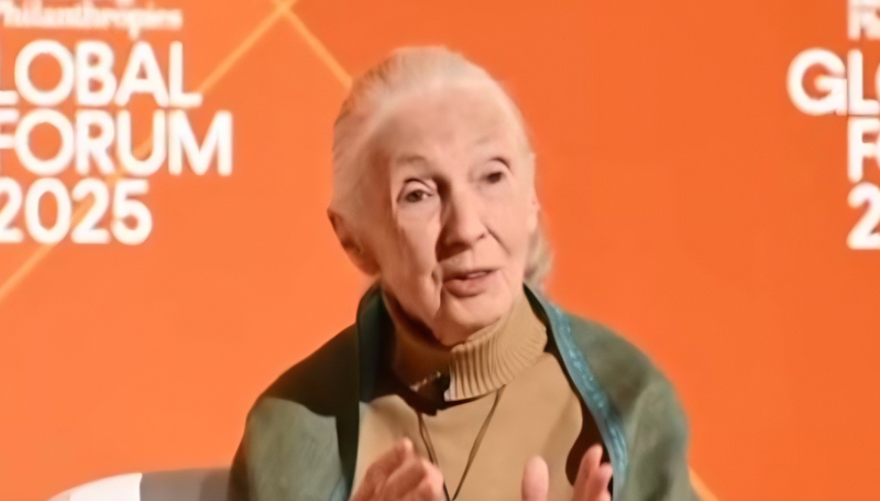 Jane Goodall Pioneering Chimpanzee Conservationist - BBC - YouTube