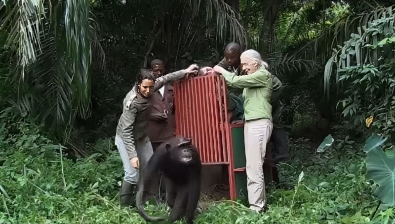 Jane was a pioneer in conservation - CBS Sunday Morning - YouTube